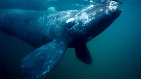north atlantic right whale research